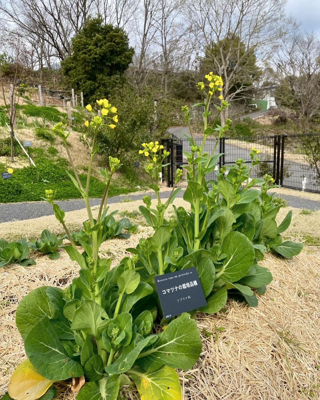 こまつな JFSA・V小松菜ｶｯﾄBQF ○○○g - 大森食品.NET