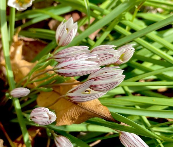 甘菜 あまな 花の名残り