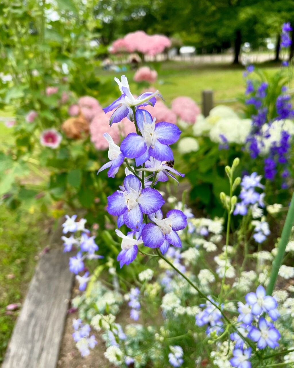 千鳥草(ちどりそう) : 花の名残り 千鳥草(ちどりそう) : 花の名残り
