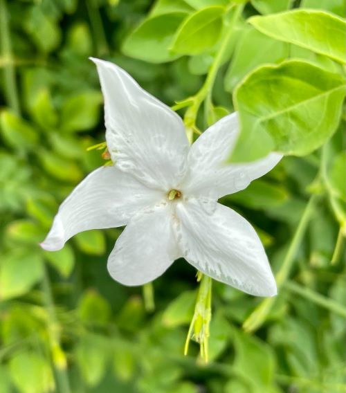 hihi様　ジャスミン9個、ホワイトローズ1個 合計10個 ダイヤモンド X II / M | トープレザー・スニーカー | ジミー チュウ