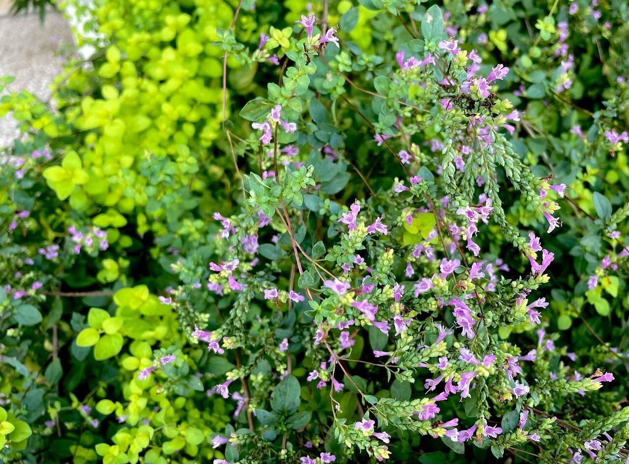 オレガノ ノートンズ ゴールド 花の名残り
