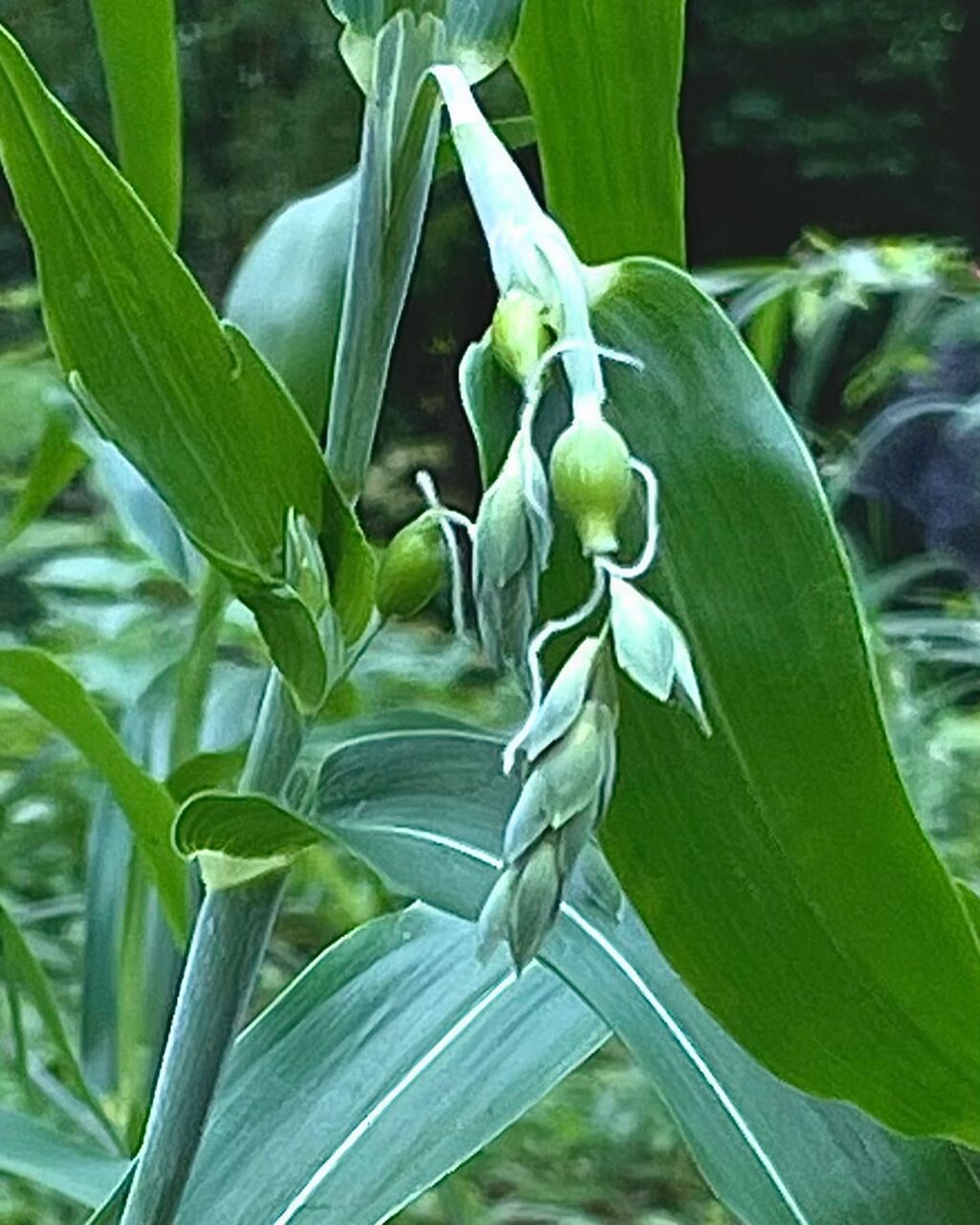 鳩麦（はとむぎ） : 花の名残り