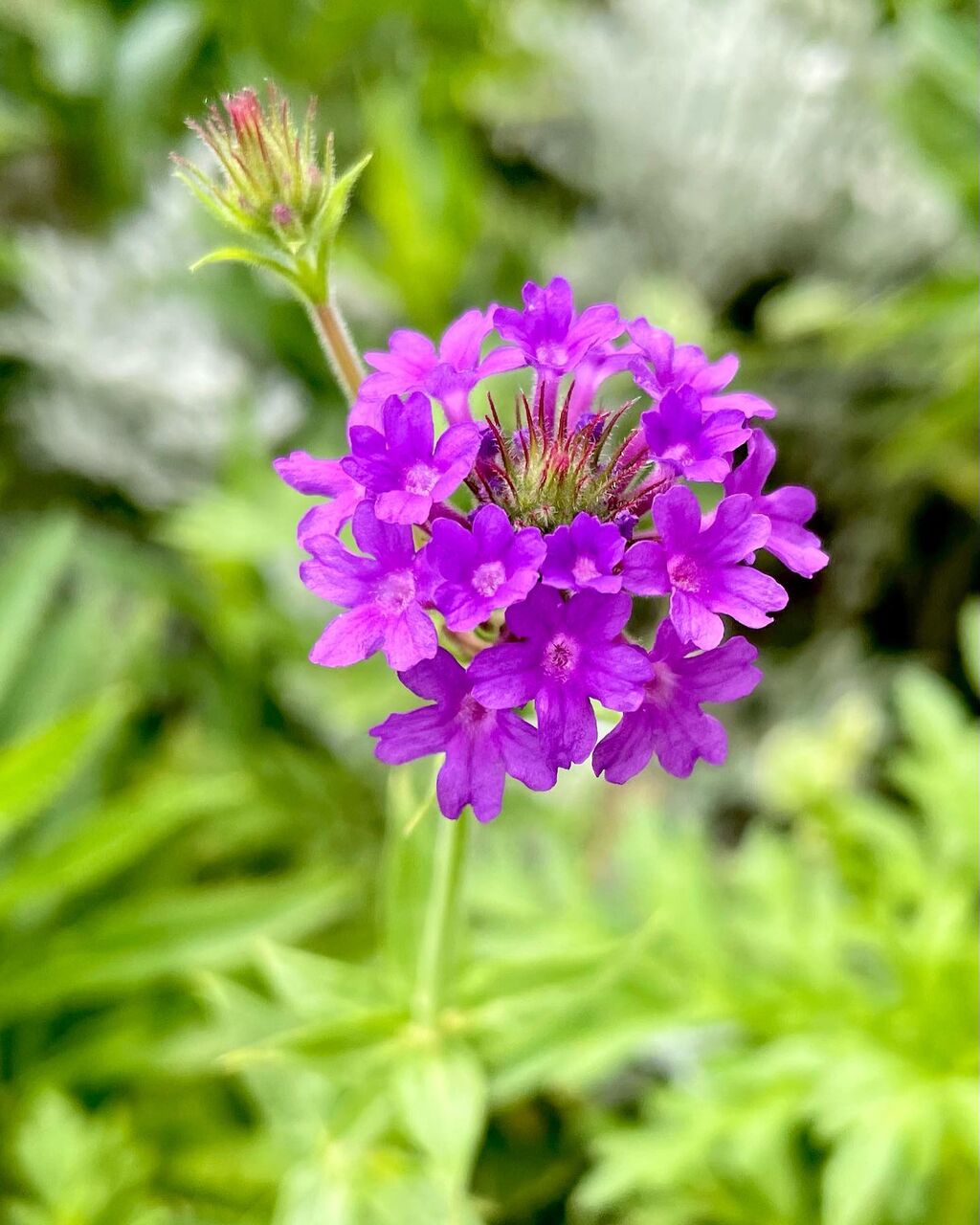 バーベナ リギダ べノーサ 花の名残り
