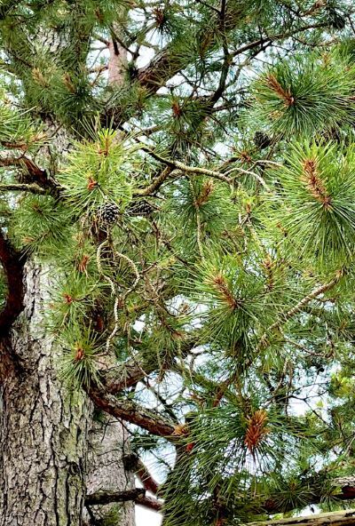 レア 三葉松 実生林 三鈷の松 株立 サンコノマツ 白松 レア 三葉松 実生林 三鈷の松 株立 サンコノマツ 白松 白松 ｜