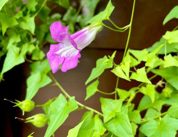 蔦葉桐蔓 つたばきりかずら 花の名残り