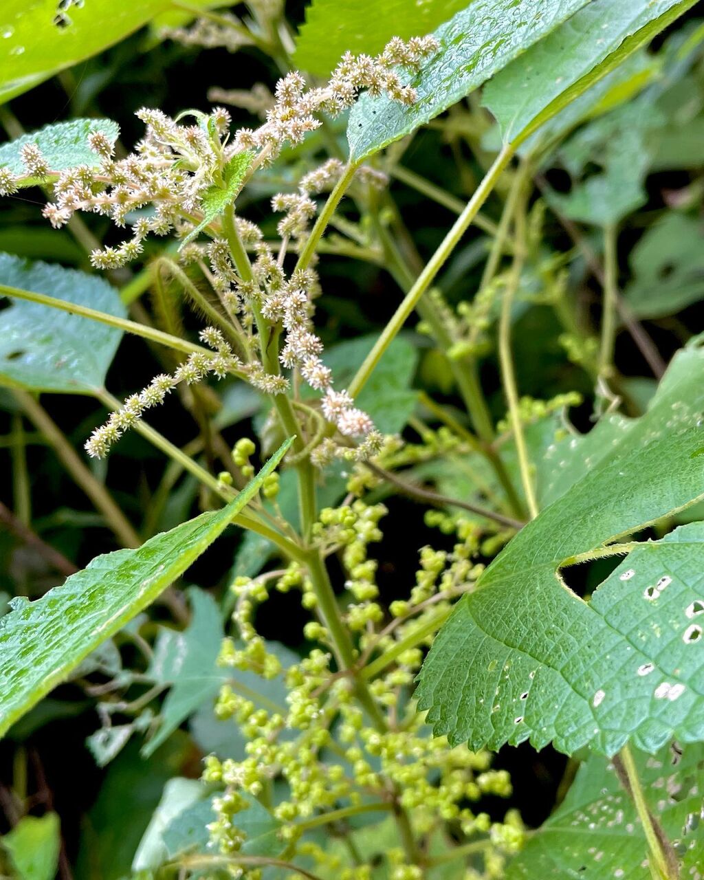 からむし 花: カラムシの育て方 写真 – IYOIC