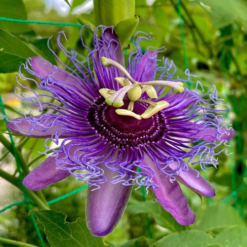 パッシフローラ インセンス 花の名残り