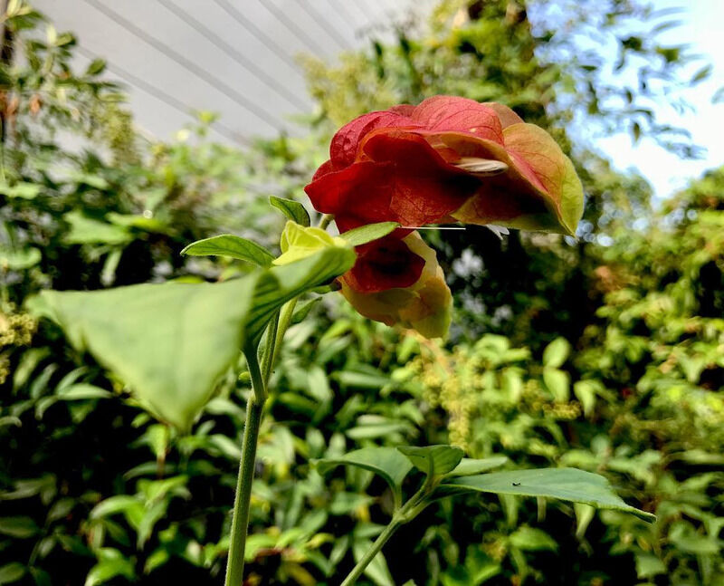 小海老草 こえびそう 花の名残り 小海老草 こえびそう 花の名残り