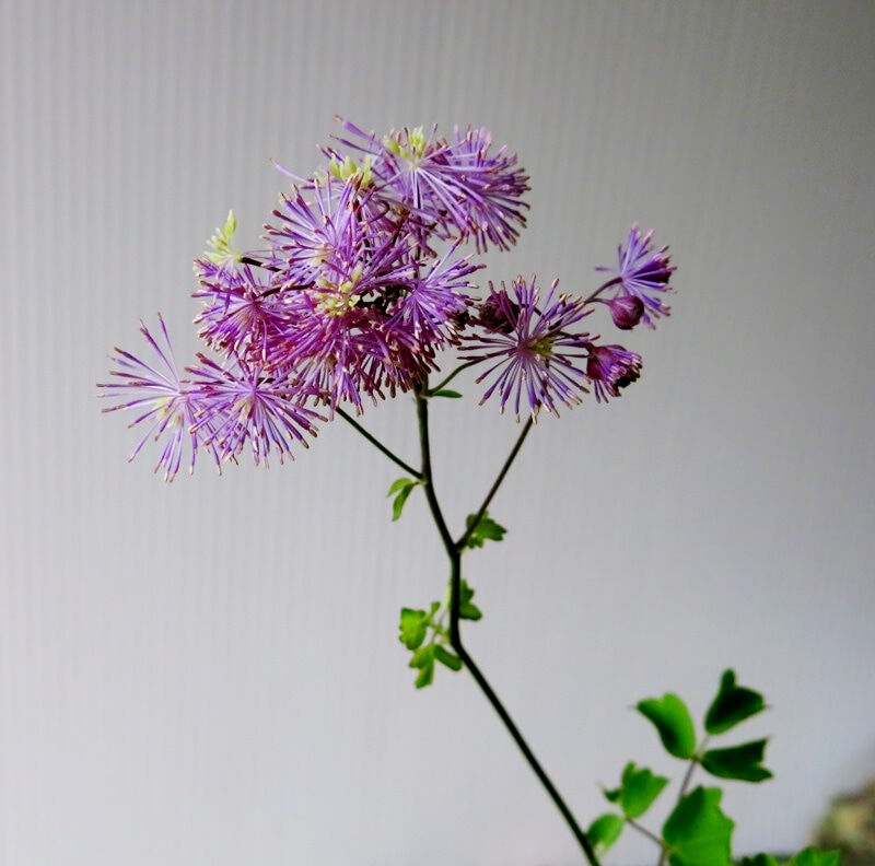 牡丹落葉松 ぼたんからまつ 花の名残り 牡丹落葉松 ぼたんからまつ 花の名残り