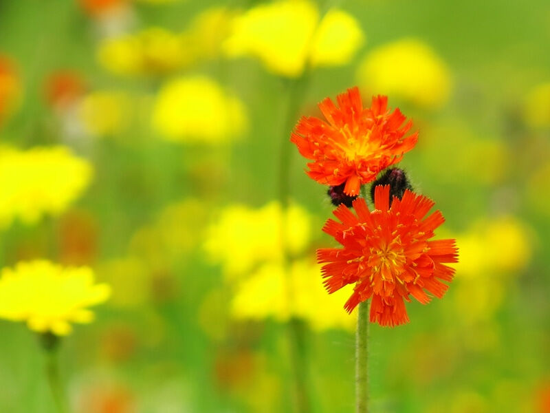 紅輪蒲公英 こうりんたんぽぽ 花の名残り 紅輪蒲公英 こうりんたんぽぽ 花の名残り