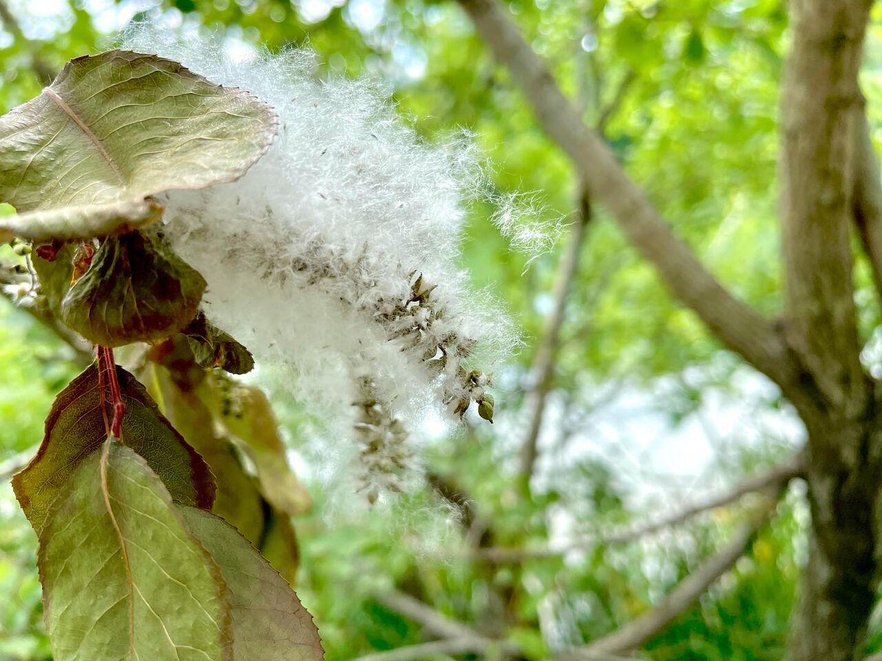丸葉柳 まるばやなぎ 花の名残り