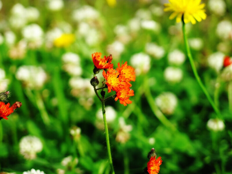 紅輪蒲公英 こうりんたんぽぽ 花の名残り 紅輪蒲公英 こうりんたんぽぽ 花の名残り