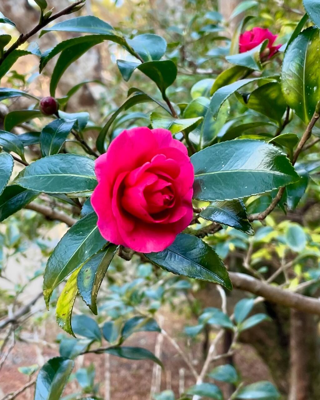 寒椿（かんつばき） : 花の名残り
