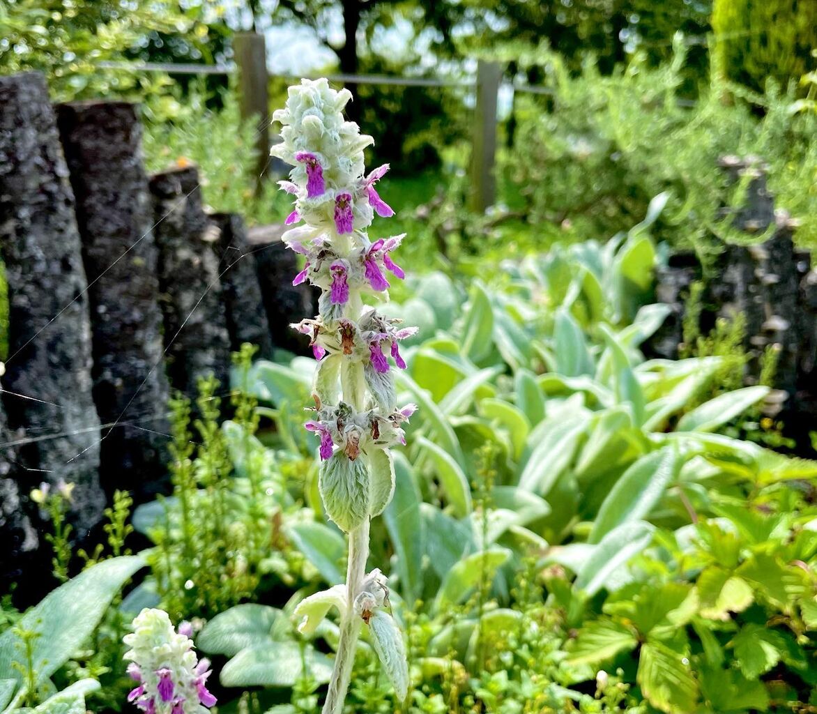 ラムズイヤー 綿草石蚕 花の名残り