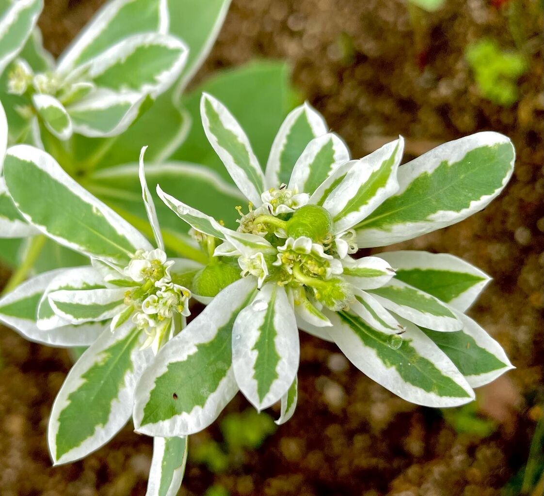 初雪草 はつゆきそう 花の名残り