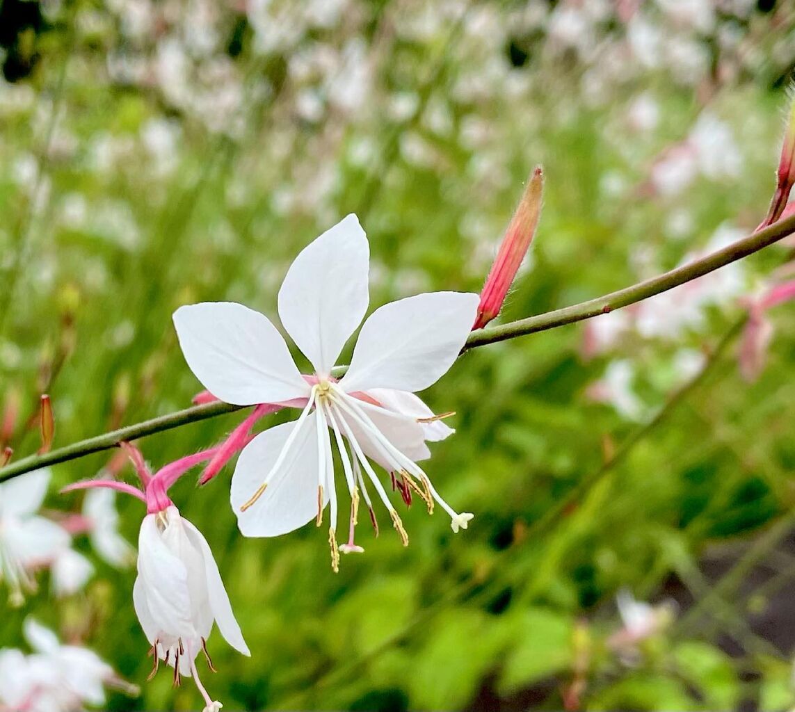 ガウラ 白蝶草 花の名残り