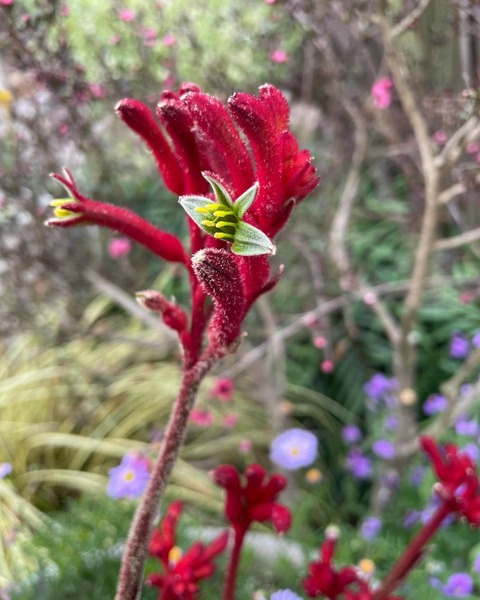 白紫陽花とスモークツリー　カンガルーポーの花束　切花 白紫陽花とスモークツリー カンガルーポーの花束 切花 生花