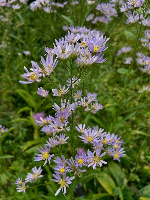 紫苑（しおん） : 花の名残り