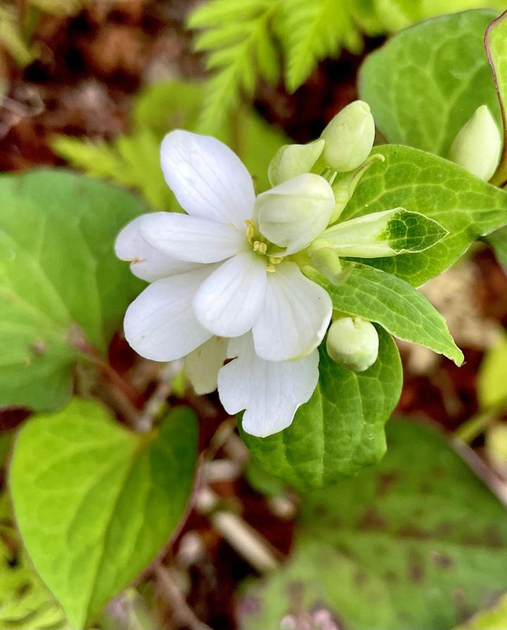 八重蕺草 やえどくだみ 花の名残り 八重蕺草 やえどくだみ 花の名残り