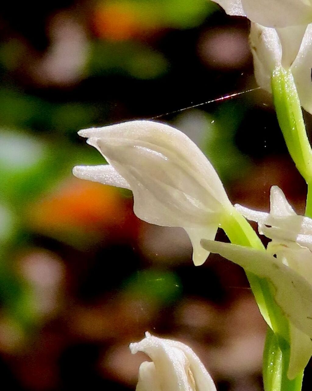 銀蘭 ぎんらん 花の名残り