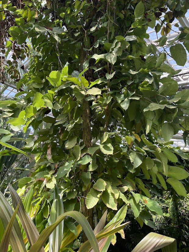 沙羅樹／沙羅双樹 : 花の名残り