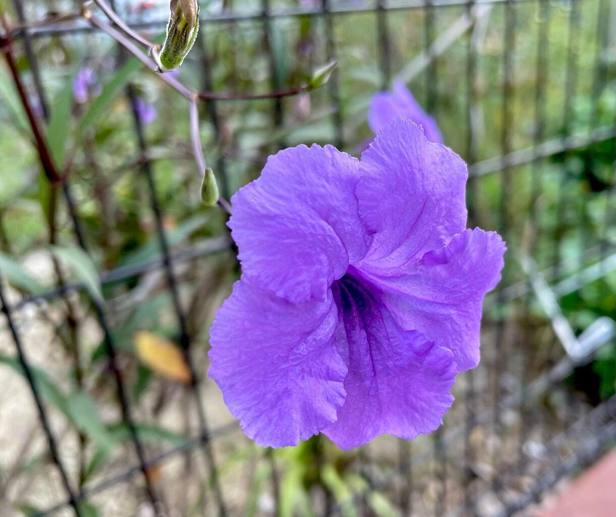 ヤナギバルイラソウ (Ruellia brittoniana) ヤナギバルイランソウ