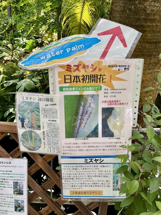 【yamabico】ミズヤシ　Ravenea musicalis 2株 水椰子（みずやし） : 花の名残り