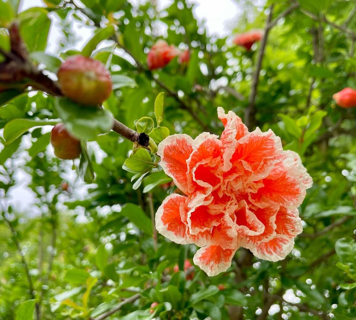 花柘榴 はなざくろ 花の名残り