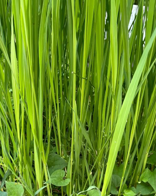 真菰(まこも) : 花の名残り