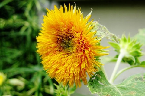 向日葵 d145eb01-s.jpg