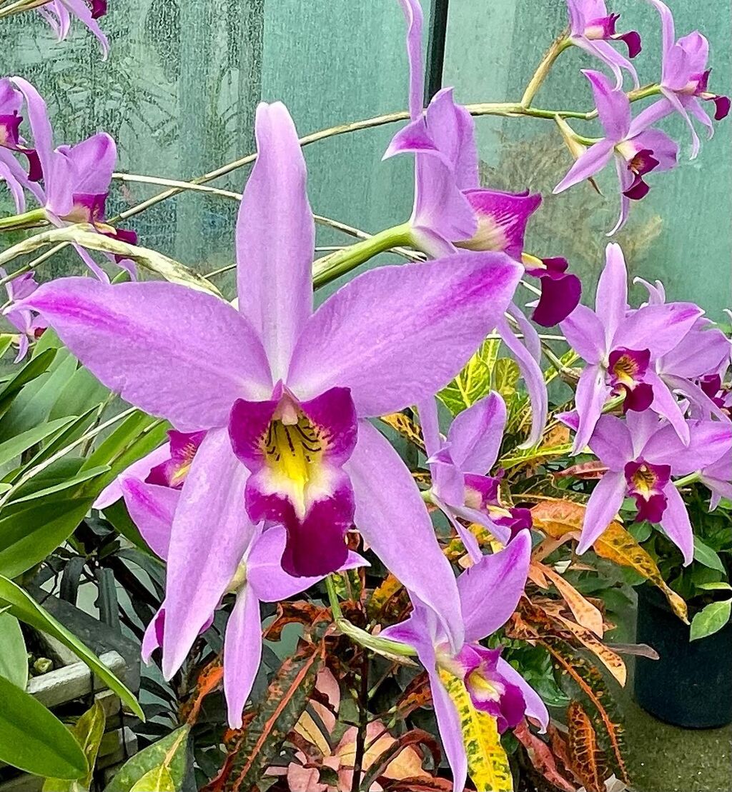 レリア・アンセプス : 花の名残り