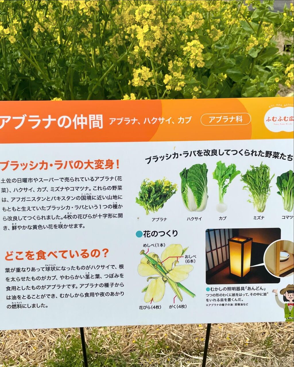 小松菜（こまつな） : 花の名残り