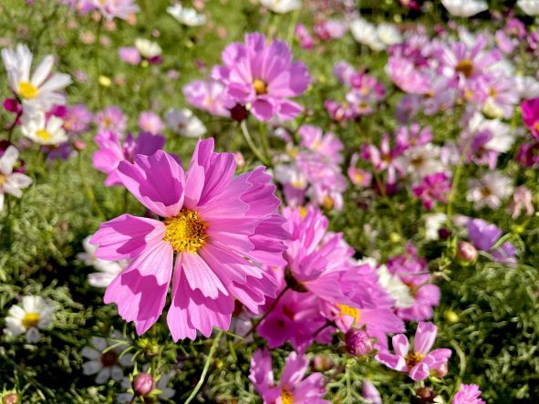 秋桜（コスモス） : 花の名残り