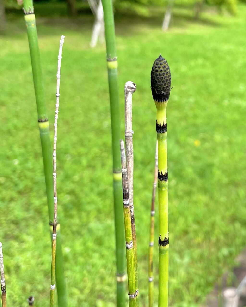 おトク】とくさ トクサ 砥草 乾燥 金継ぎ 木賊 無農薬 漆芸 とくさ トクサ 砥草 木賊 無農薬 乾燥 金継ぎ