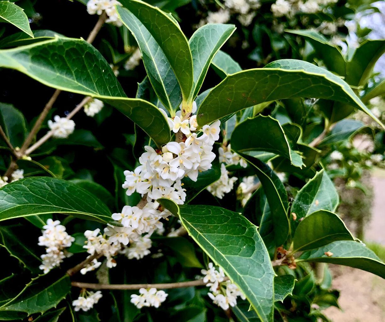 銀木犀 ぎんもくせい 花の名残り 銀木犀 ぎんもくせい 花の名残り