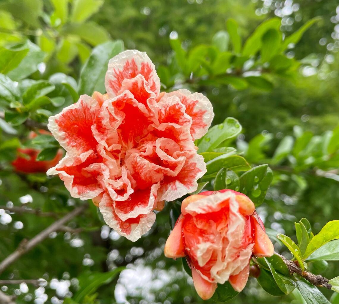 花柘榴 はなざくろ 花の名残り