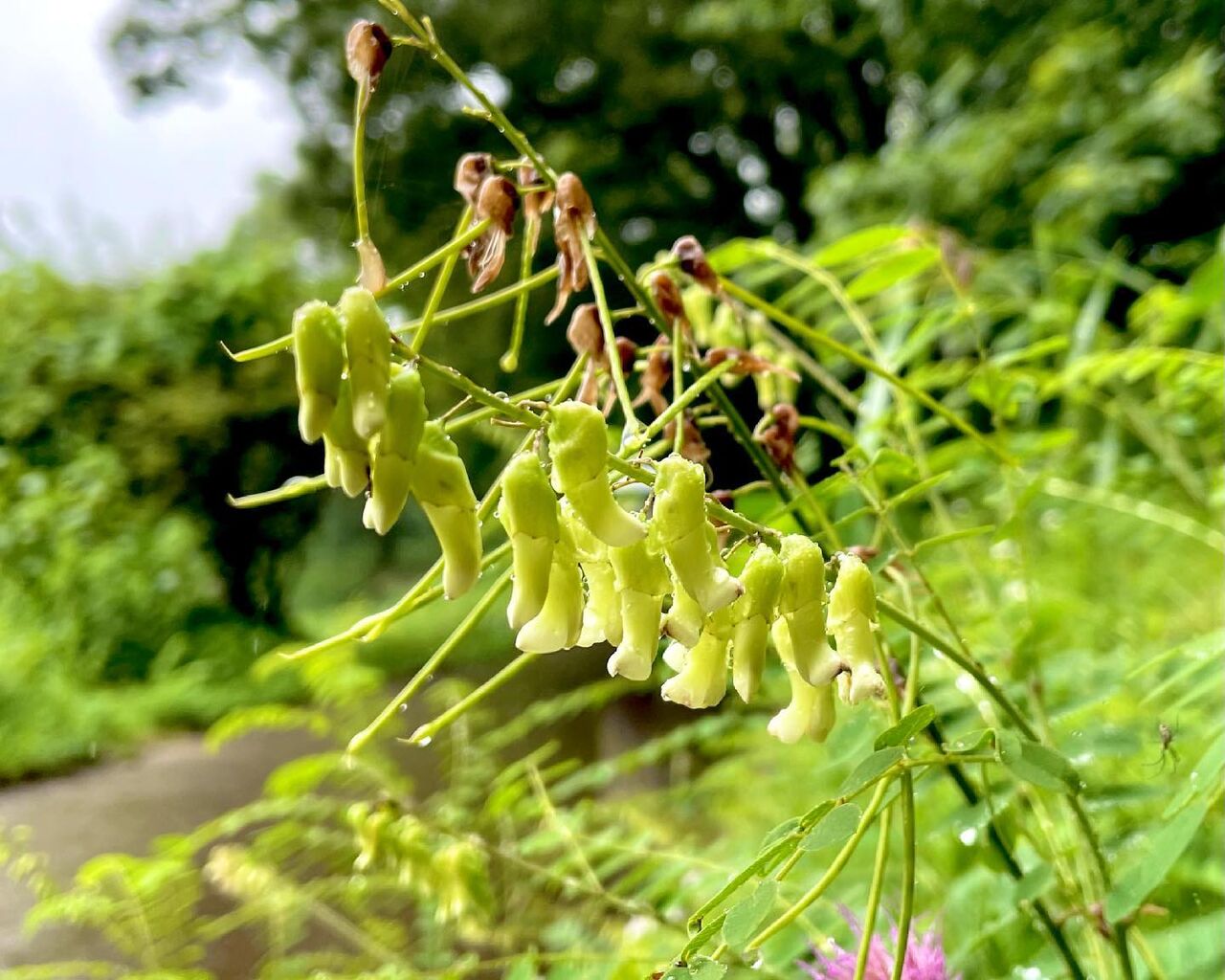 眩草(くらら) : 花の名残り