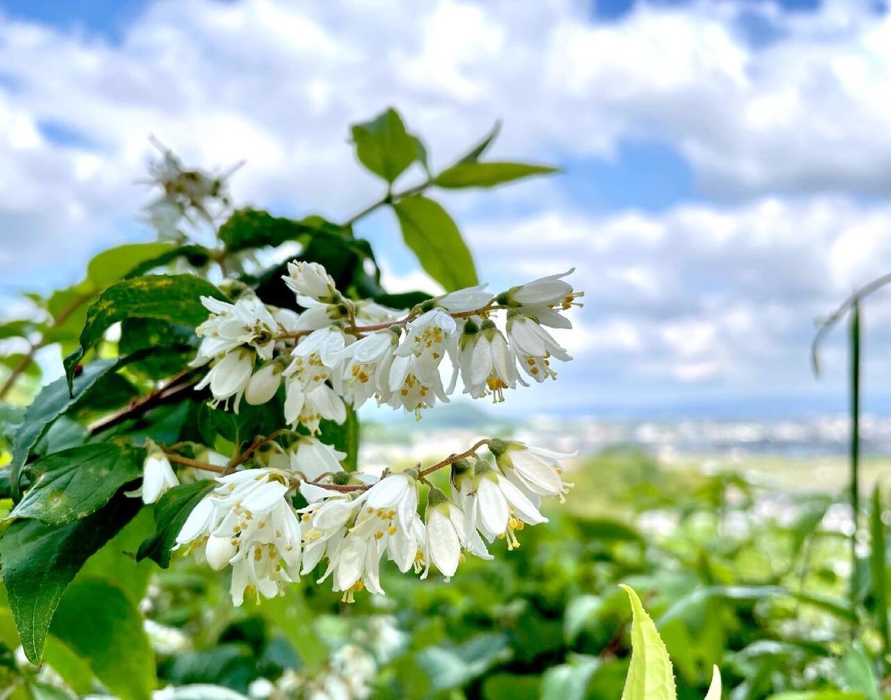 空木 うつぎ 花の名残り