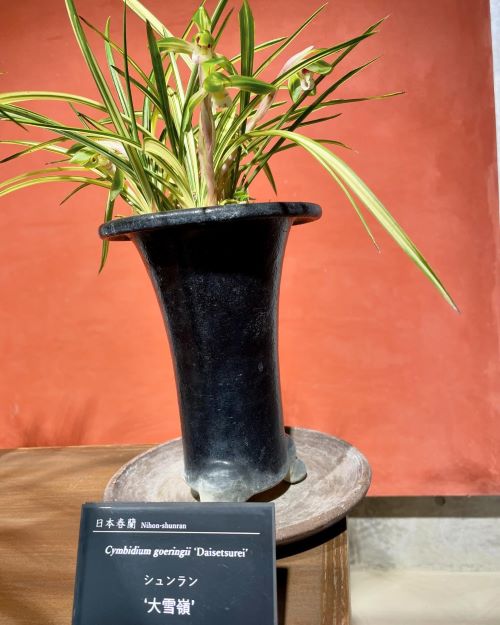 日本春蘭 '大雪嶺'（しゅんらん 'だいせつれい') : 花の名残り