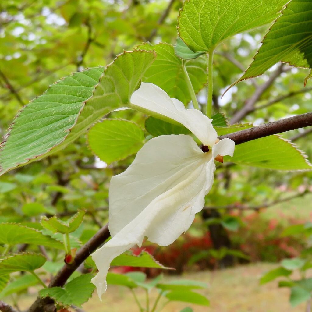 ハンカチの木 花の名残り