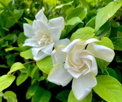 大八重梔子（おおやえくちなし） : 花の名残り
