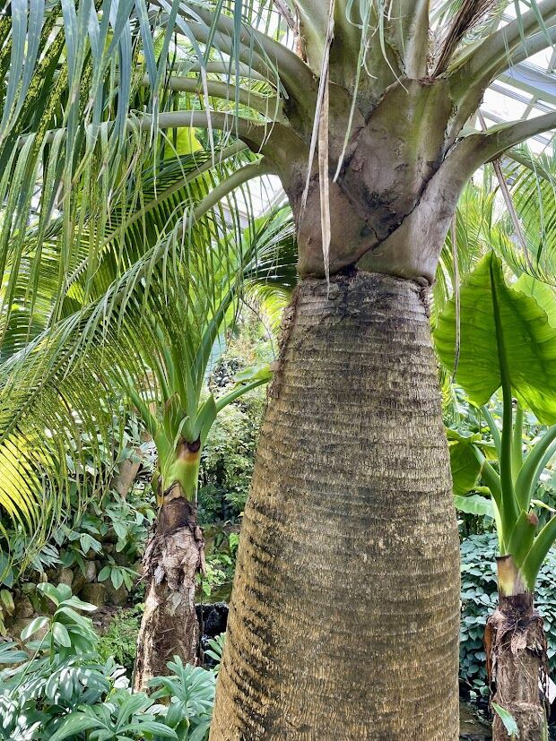 低価格で大人気の 水椰子（みずやし） 花の名残り : その他観葉植物