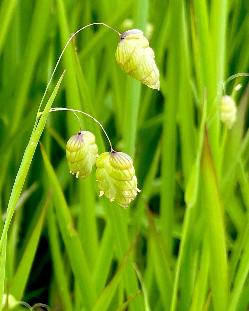 小判草 こばんそう 花の名残り