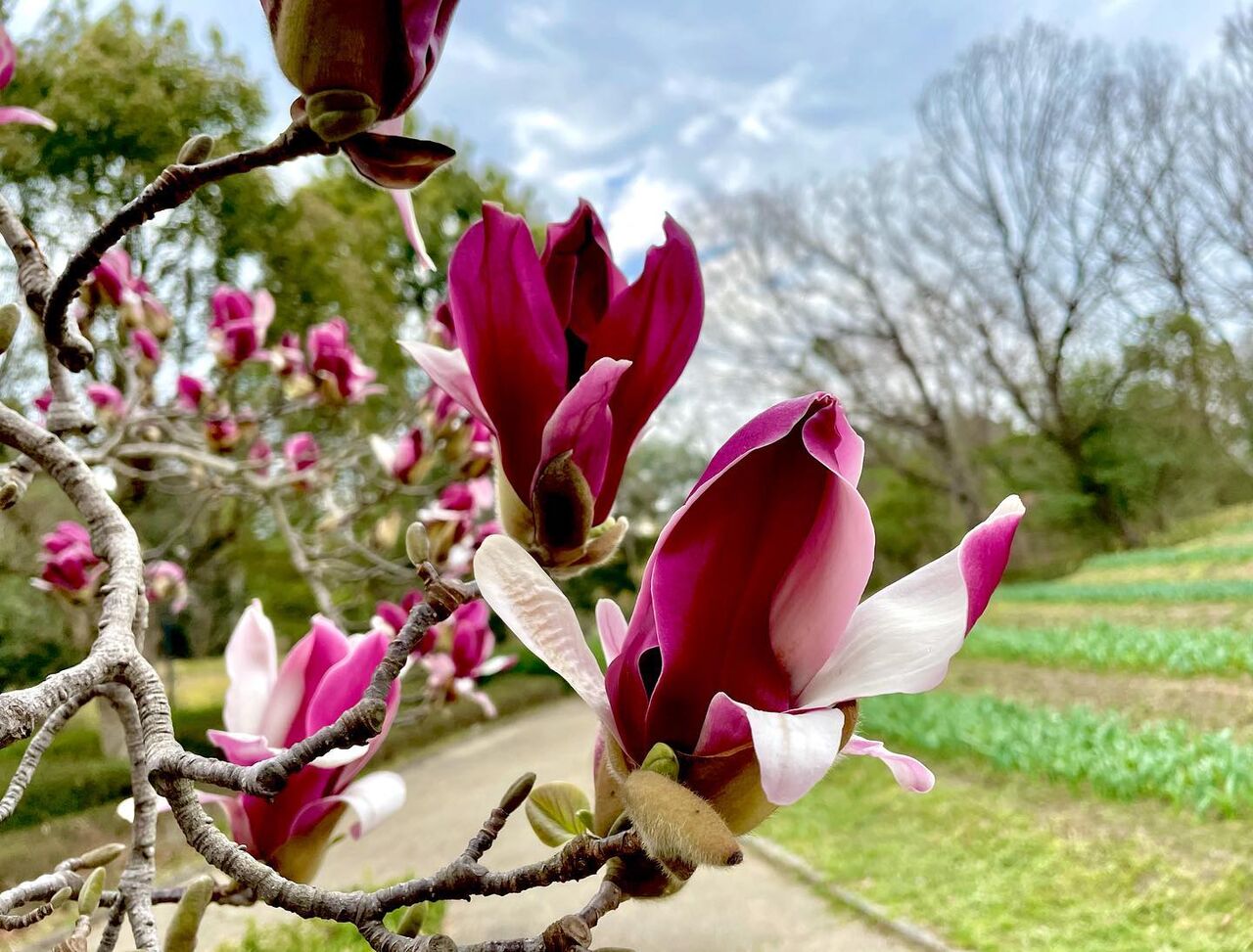 「モクレンの花柄のデザイン画」 【フレームサイズ 32×26cm】 原画】「モクレン（木蓮）」 花の絵 インテリア 絵画 アート