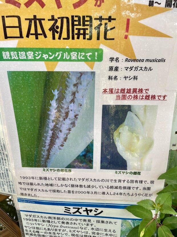 Ashitaka | Ravenea musicalis ほとばしる 摂理の流れ ヤシの花