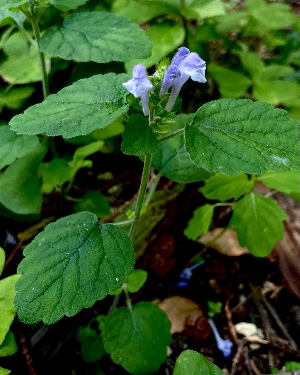 丘立浪草 おかたつなみそう 花の名残り 丘立浪草 おかたつなみそう 花の名残り