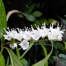 シモバシラ 山野草の解説 シモバシラ 山野草の解説