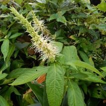 テンニンソウ 山野草の解説