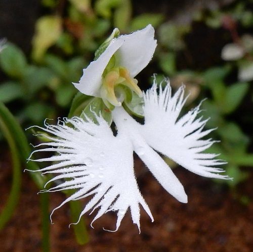 サギソウ 山野草の解説