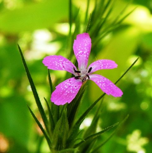 ノハラナデシコ 山野草の解説